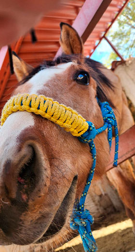 caballo co-terapeuta en equinoterapia
